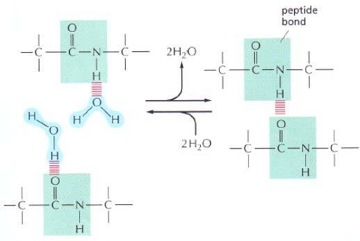Legami di idrogeno in acqua Tutte le molecole che possono formare legami di idrogeno una con l altra possono in alternativa formare legami di idrogeno con l