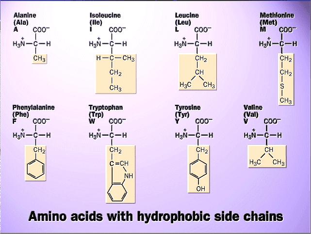 Non Polari (Idrofobici) (1) Quanto maggiori sono le dimensioni dei gruppi laterali tanto più idrofobico sarà l aminoacido Catene laterali con proprietà particolari CISTEINA: Sebbene la