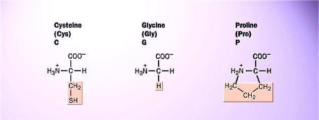 catena. GLICINA: la catena laterale è formata solo da un atomo di H e può adattarsi sia ad un ambiente idrofilo che idrofobico.