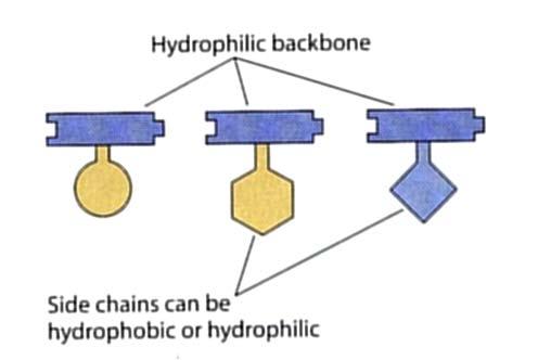 Formazione del legame peptidico (2) (A) I legami peptidici si formano fra il gruppo NH 2 di un amminoacido e il gruppo COOH di un altro, con la formazione e perdita di una molecola di acqua.