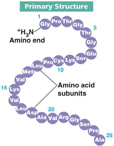 Struttura secondaria α elica & foglietto β La struttura secondaria rappresenta la conformazione ordinata che alcuni tratti di proteina possono assumere, sulla base della struttura primaria, cioè