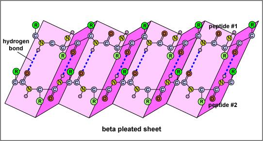 β foglietto http://biology.kenyon.edu/courses/biol63/dna prot/betasheet.gif http://faculty.ccbcmd.