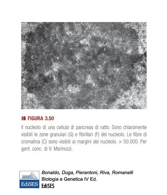 IL NUCLEOLO: FABBRICA PER LA COSTRUZIONE DEI RIBOSOMI Nel nucleolo si possono distinguere: - una componente fibrillare (geni per gli rrna) - una