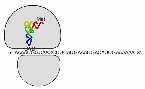 I RIBOSOMI - Grandi complessi di RNA ribosomiale e proteine,