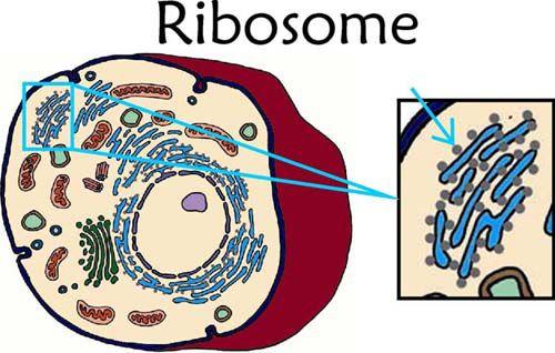 I RIBOSOMI Nelle cellule eucariotiche si trovano: - ribosomi adesi al reticolo endoplasmatico - ribosomi liberi nel citoplasma, che