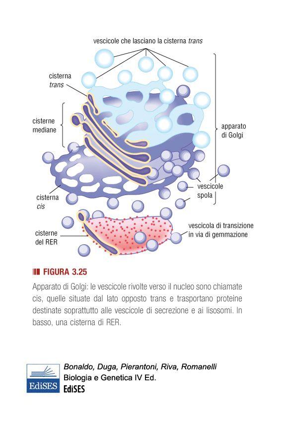 APPARATO DI GOLGI 1. Molte proteine prodotte dai ribosomi finiscono nel RER 2. Dal RER si trasferiscono alle cisterne cis del Golgi attraverso vescicole 3.