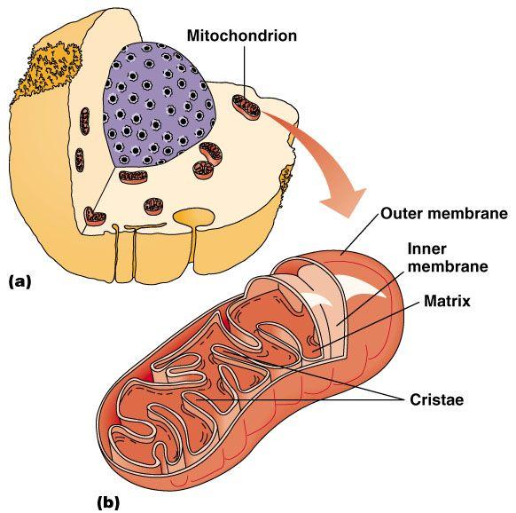 MITOCONDRI Organuli con doppia membrana, sono le centrali energetiche della cellula, in cui avviene la