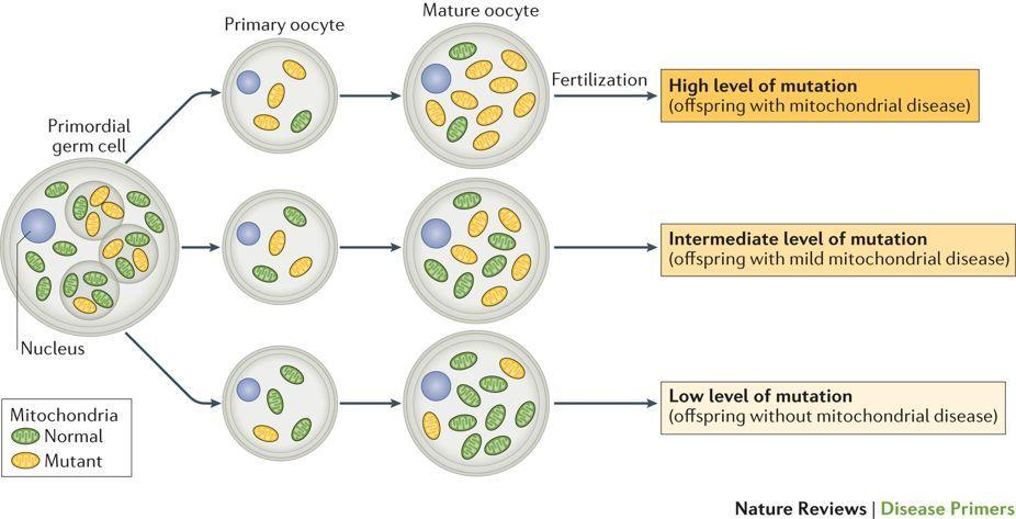 ETEROPLASMIA Coesistenza di diversi genomi mitocondriali (normale e mutato) all'interno di una stessa cellula