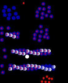 IL CITOSCHELETRO - MICROFILAMENTI Filamenti di actina (d=6 nm).