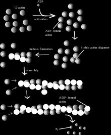 Due F-actina parallele si assemblano in dimeri, ovvero in catene a doppia elica (d=7 nm) La