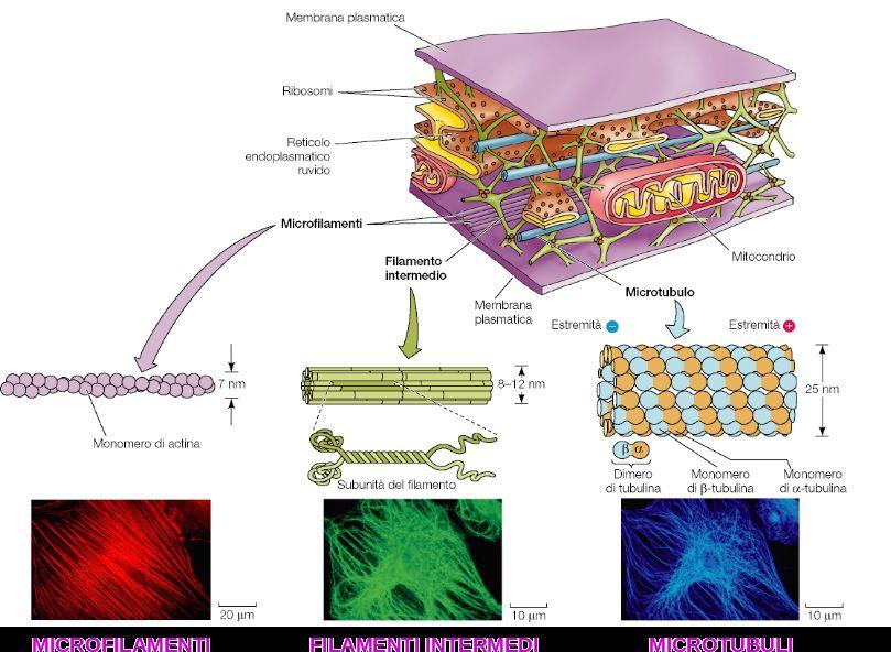 IL CITOSCHELETRO - MICROTUBULI Filamenti di tubulina (d=25 nm) Conservatissimi in tutti gli Eucarioti, composti di dimeri di