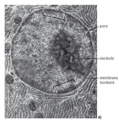 NUCLEO CELLULARE - Il nucleo contiene la maggior parte del DNA cellulare, ovvero le informazioni