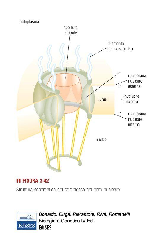 PORI NUCLEARI - I pori nucleari sono siti nei quali le membrane nucleari interna ed esterna si fondono a formare un apertura