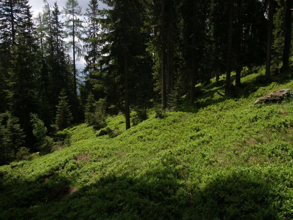 I boschi a prevalenza di conifere del piano montano superiore e di quello subalpino a copertura
