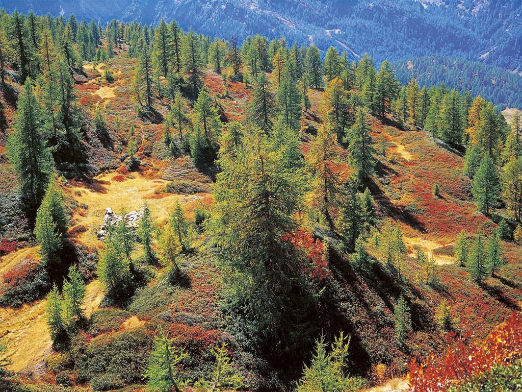 Il limite superiore del bosco di conifere con un abbondante sviluppo della