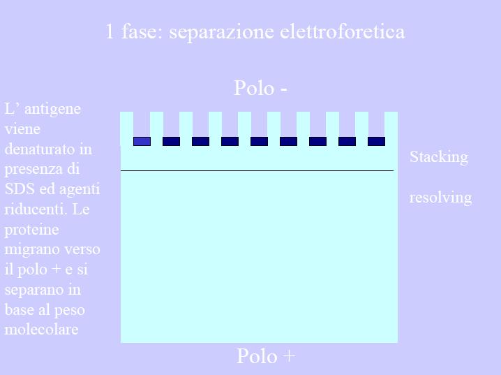 SDS-PAGE Sodium Dodecyl Sulfate PolyAcrylamide Gel Electrophoresis Gel Elettroforesi: separazione in un campo elettrico - il detergente anionico (-) SDS si lega alle proteine conferendo una carica