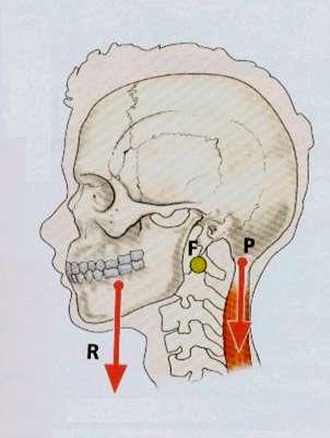 MUSCOLI e LEVE Articolazione di appoggio del capo Atlanto