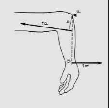 MUSCOLI e LEVE Articolazione del Gomito Flessione dell avambraccio sul