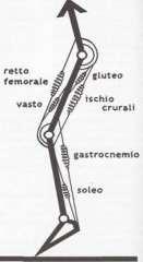 Le catene cinetiche Insieme di segmenti rigidi uniti da snodi Le ossa unite