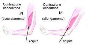CONOSCERE IL CONTRAZIONI MUSCOLARI Contrazione eccentrica e concentrica Contrazione concentrica (riquadro di sinistra), si ha l'accorciamento del ventre muscolare.