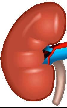 absorption lower blood