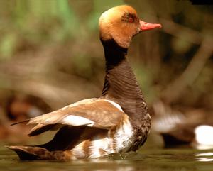 Le Cesine Una coppia di rarissimo fistioni turchi (Netta rufina), ha nidificato nella Riserva Naturale dello Stato Oasi WWF Le Cesine.