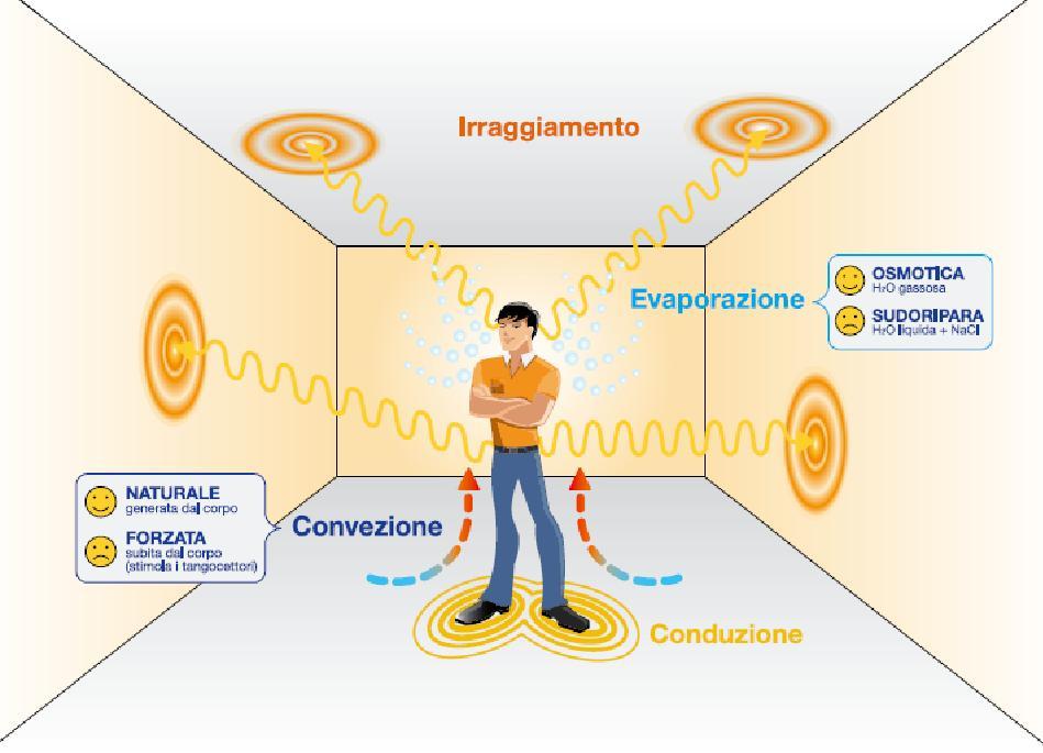 Termoregolazione del corpo umano Modalità di trasmissione del calore nel corpo umano: CONDUZIONE interno: contatto tra organi esterno: contatto tra cute e aria o vestiti CONVEZIONE interno: