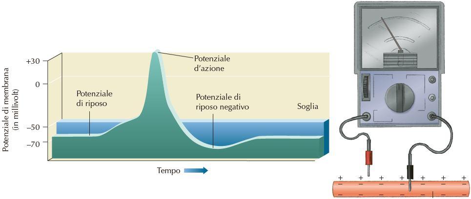 Attività di un assone misurata tramite sonde elettriche posizionate internamente ed esternamente a esso (la scala qui è stata ingrandita.