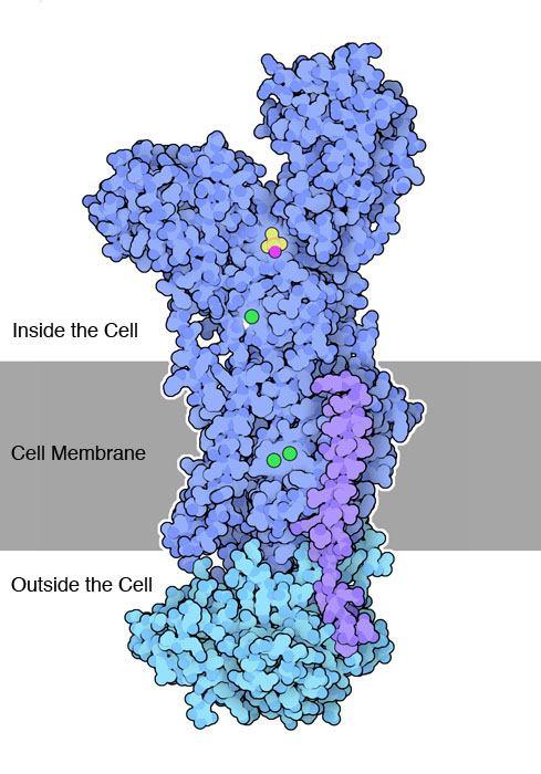 Pompa sodio-potassio Per ogni molecola ATP (ademosina trisfosfato) che viene rotta (gruppo fosfato