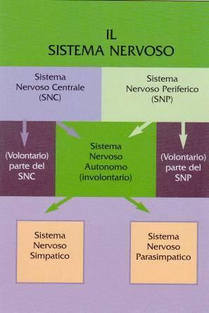 Il sistema nervoso SNC e SNP SNA (simpatico e parasimpatico) Nel SNC insiemi di neuroni sono chiamati nuclei Nel SNP insiemi di neuroni sono chiamati gangli Nel SNC fasci di assoni sono chiamati