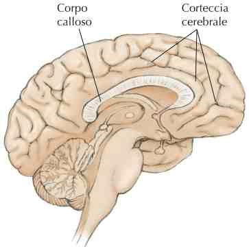 Corpo calloso Fascio di fibre che