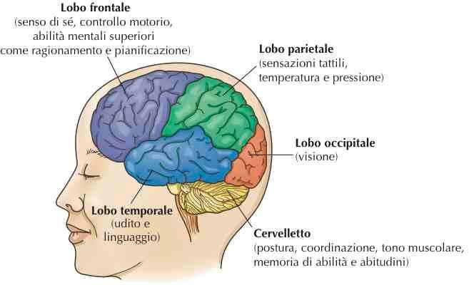 I lobi della corteccia