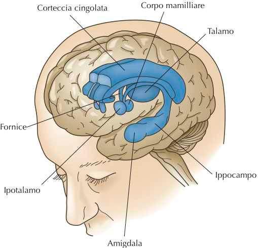 Sistema limbico Situato nel diencefalo,