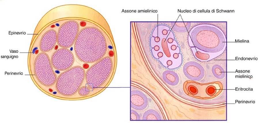 Immagine tratta da: Neuroanatomia, Fitzgerald,