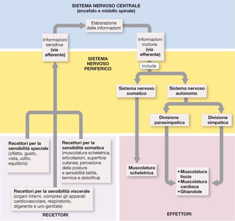 Immagine tratta da: Anatomia Umana, Martini,