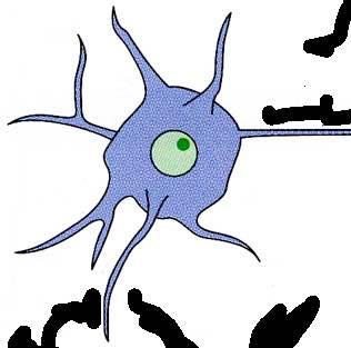Il neurone Dendriti Terminazioni sinaptiche Assone Corpo cellulare (pirenoforo,