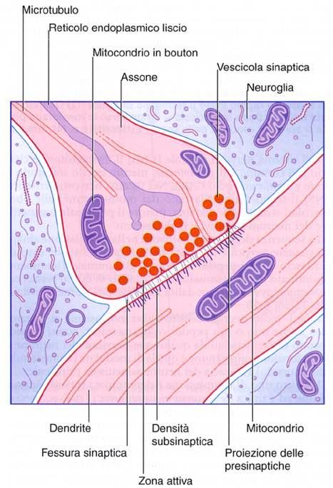 Sinapsi Eccitatorie Inibitorie Immagine tratta da: Neuroanatomia,