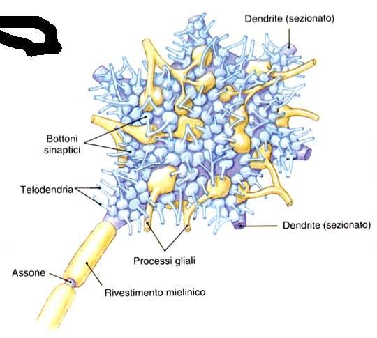 Numero di sinapsi medio per neurone 29800 Immagine tratta da: