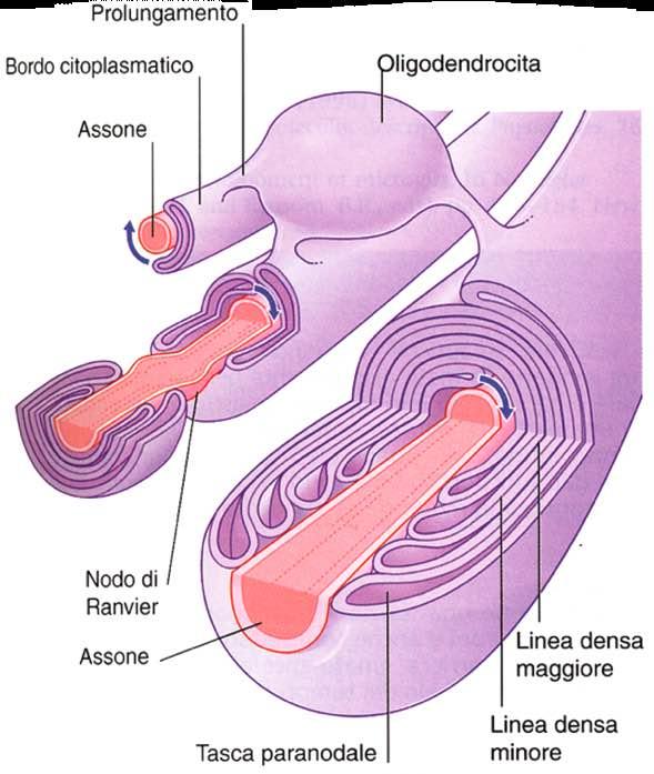 Immagine tratta da: Neuroanatomia, Fitzgerald, Folan-Curran, Antonio Delfino Editore, IV Edizione 2003 Oligodendrocita Differentemente