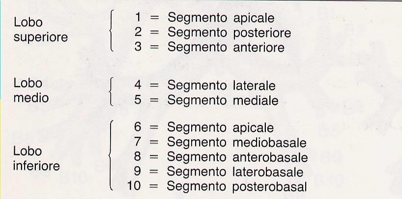 Segmentazione polmone