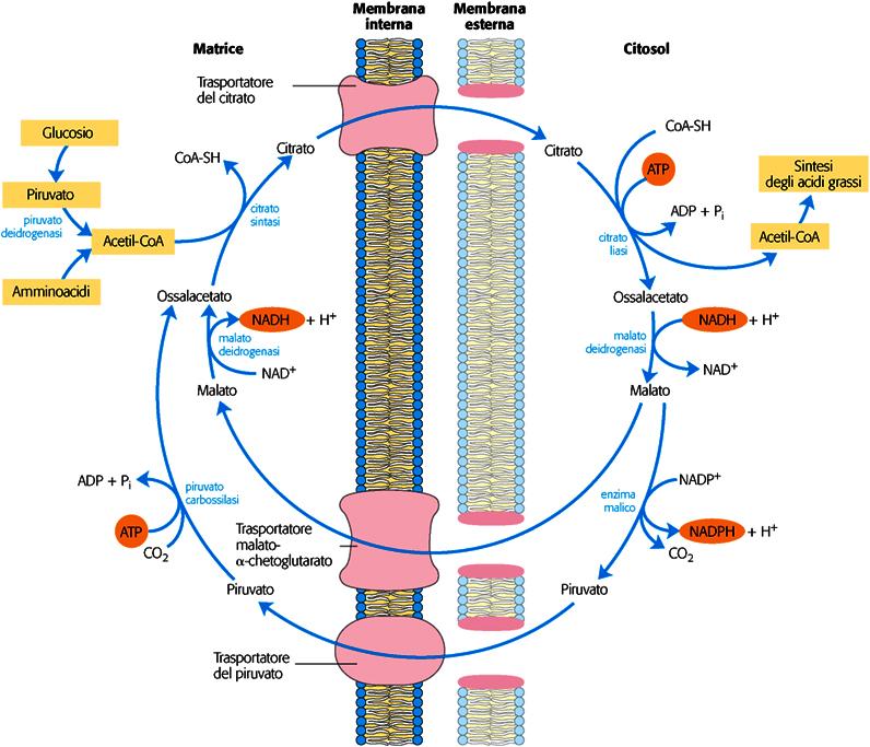 Trasporto dell acetil-coa