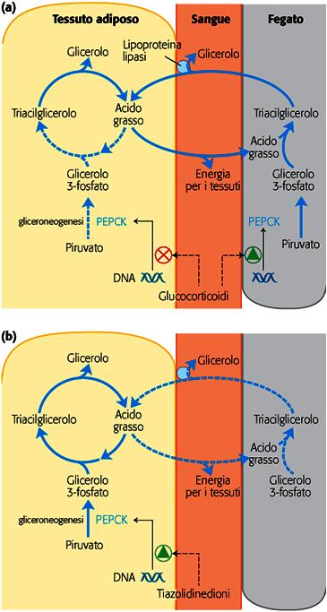 Regolazione del ciclo del triacilglicerolo Il ciclo del triacilglicerolo è controllato dai glucocorticoidi del surrene (es: cortisolo) attraverso la regolazione dell attività della PEPCK