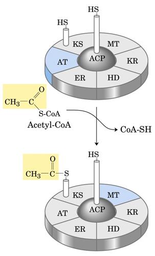 chetoacil-acp sintasi Acetl-CoA-ACP transacetilasi Malonil-CoA-ACP