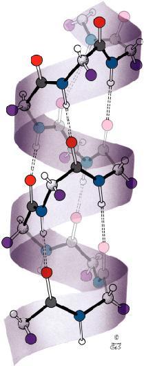Struttura secondaria -elica Legami col 4 aminoacido sopra e sotto nella stessa catena Gruppi R proiettati
