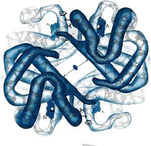 Emoglobina 4 catene polipeptidiche 2 a 2 uguali ba : 2 b 2 141 amminoacidi b 146