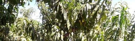 foglie presenza di Corineo della Recca (Clasterosporium Di