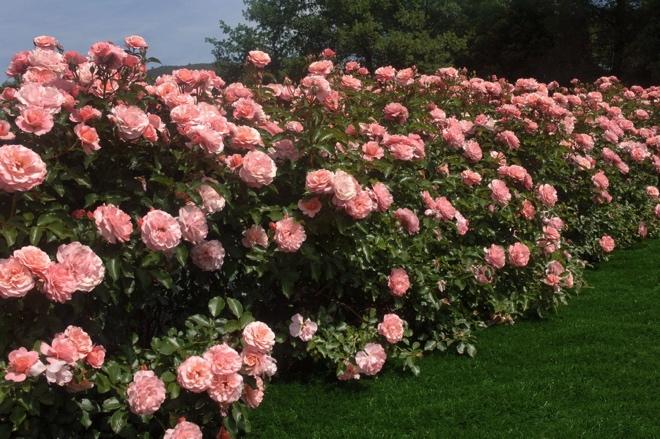 3. Rose moderne Le rose moderne sono tantissime e tutte rifiorenti. Ne esistono varietà a grandi fiori o paesaggistiche (con fiori piccoli).