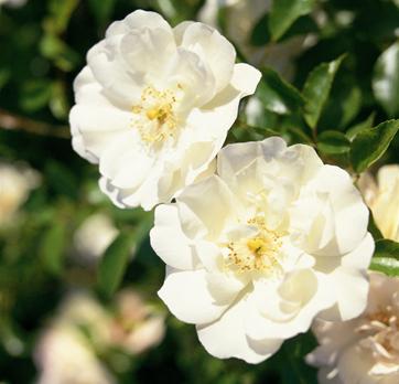 Alcuni esempi di rose arbustive sono gli ibridi di Muschiata, gli ibridi di Rugosa e le