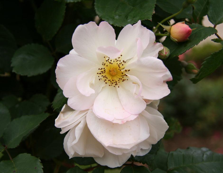 Le rose inglesi, in particolare, coniugano armoniosamente tra loro le caratteristiche