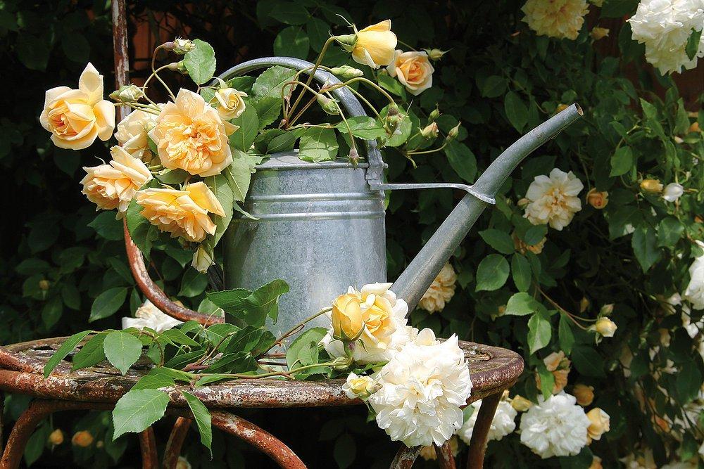 volte alla settimana, a giorni alterni. Attenzione a non bagnare le foglie, i fusti e i fiori, ma versare sempre l acqua dal basso.